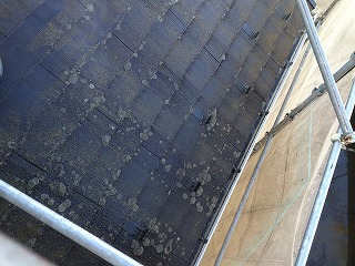 まずは屋根の洗浄から！コケがこびりついている状態です。