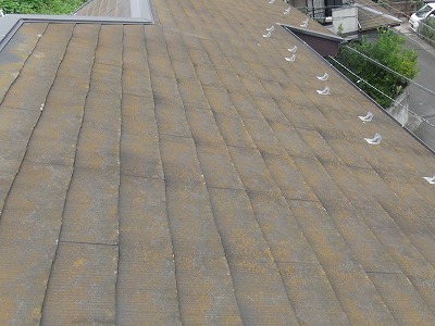 屋根 コケ汚れ 塗膜劣化