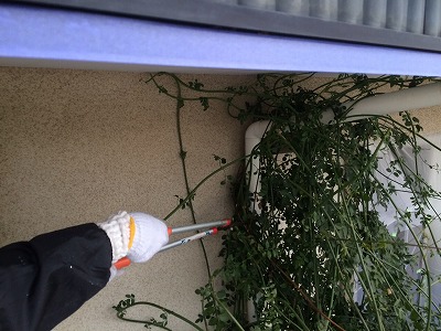 外壁塗装 植物撤去